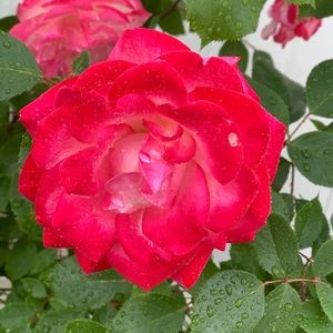 Meet your Posher, Tawanna